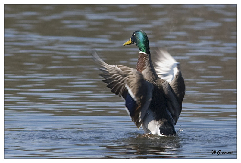 sized_Wilde eend_20090321_004.jpg